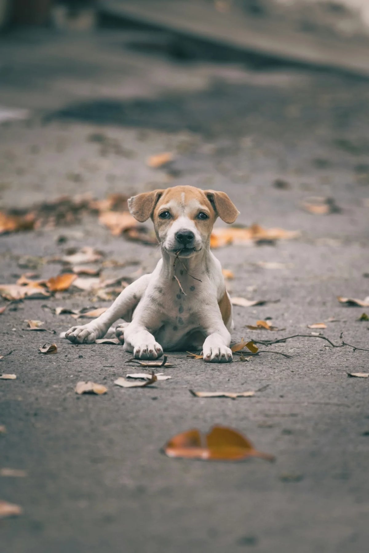 absar-pathan-Zd2macJlnbs-unsplash